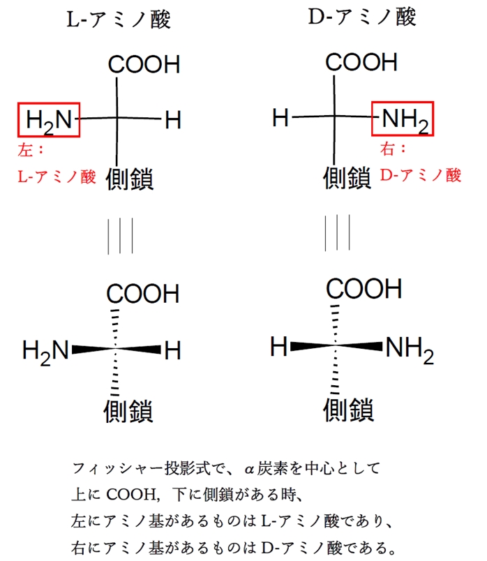 アミノ酸の立体 D体L体の表記 薬学